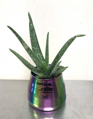 Aloe