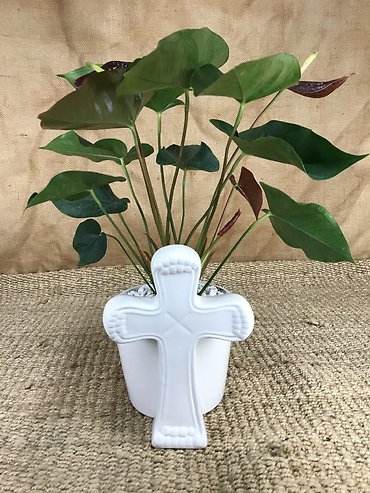 Anthurium