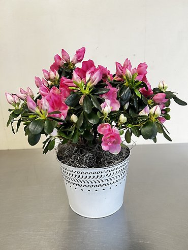 Azalea