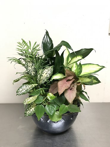 Ceramic Dish Garden (Medium)