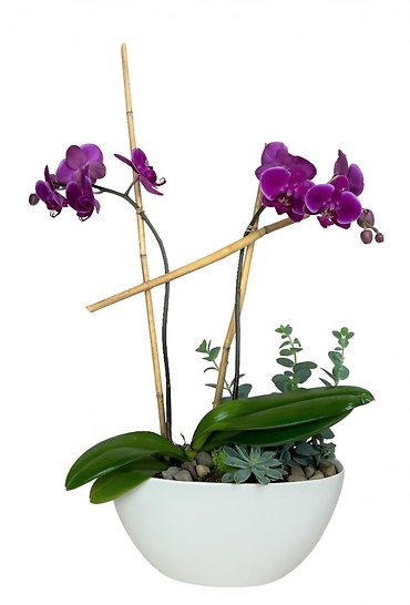 Orchid + Succulent Garden