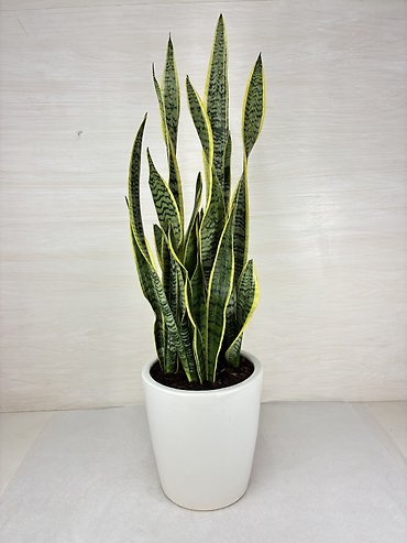 Laurentii Snake Plant