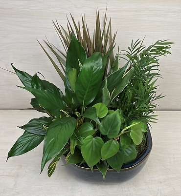 Ceramic Dish Garden - Large