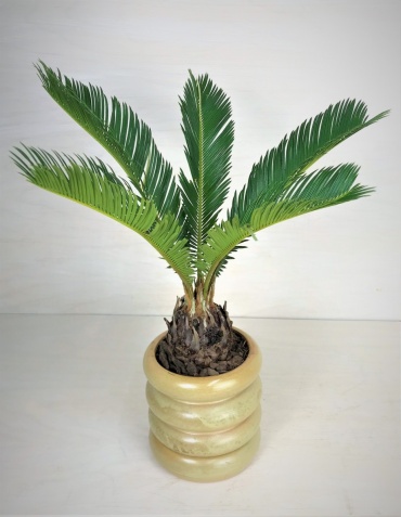 Sago Palm