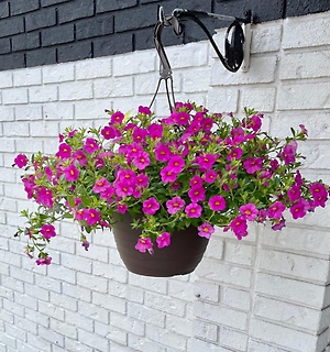 Hanging Flower Basket (Small)