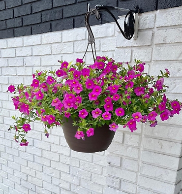Hanging Flower Basket (Small)