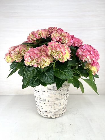 Hydrangea Plant | 8\"