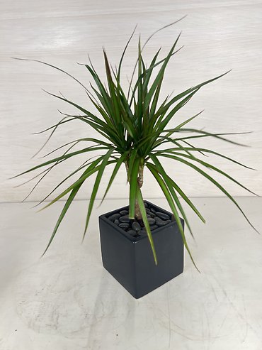Dracaena - Marginata