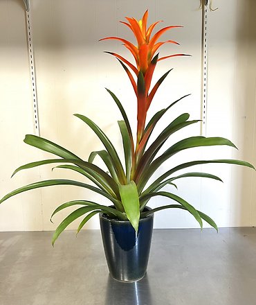 Bromeliad
