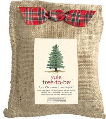 Yule Tree-To-Be