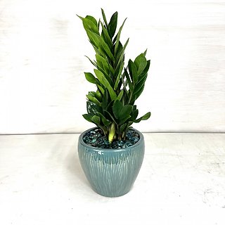 ZZ Plant