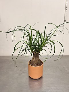 Ponytail Palm
