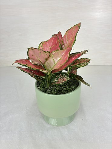 Siam Aglaonema