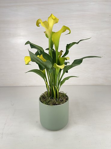 Calla Lily Plant