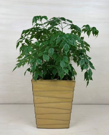 China Doll Plant (Med)