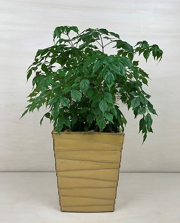 China Doll Plant (Med)