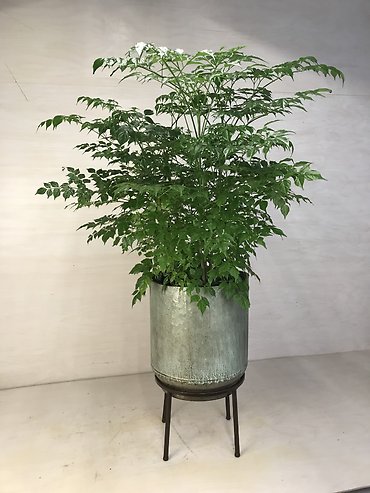 China Doll Plant