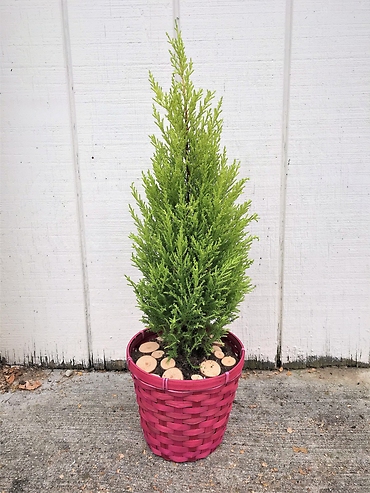 Lemon Cypress