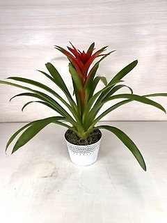 Bromeliad