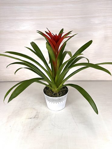 Bromeliad