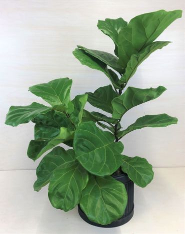 Fiddle Leaf Fig
