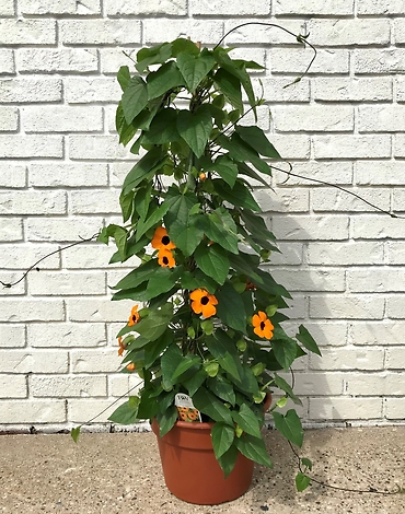 Black-Eyed Susan Vine