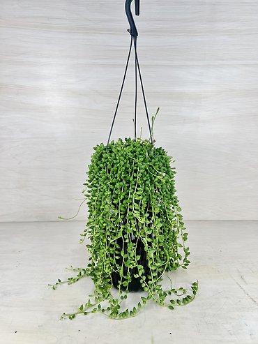 String of Teardrops