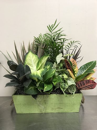 Woodland Dish Garden - Large