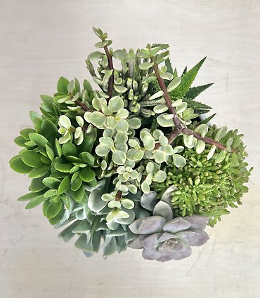 Round Succulent Garden