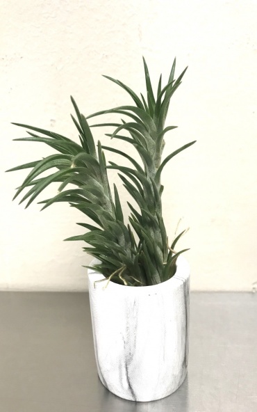 Tillandsia Aroujei