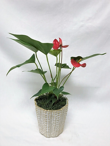 Anthurium