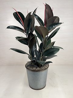 Ruby Rubber Plant