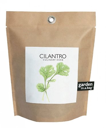Cilantro