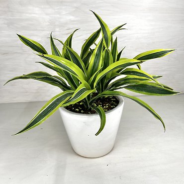 Lemon-Lime Warneckii