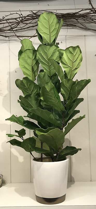 Fiddle Leaf Fig
