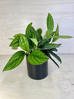 Monstera Peru