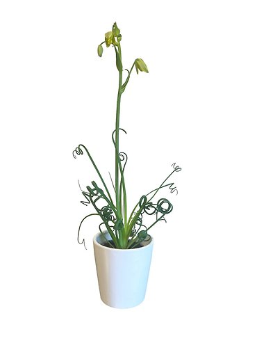 Albuca Frizzle Sizzle plant in white ceramic