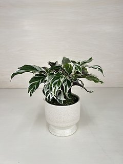 White Fusion Calathea