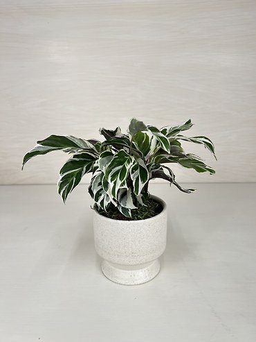 White Fusion Calathea