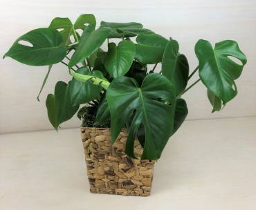 Monstera