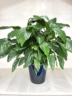 Peace Lily in Ceramic - X Large