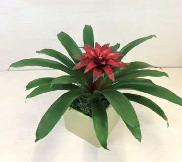 Bromeliad