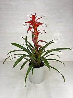 Bromeliad