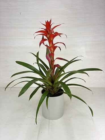 Bromeliad