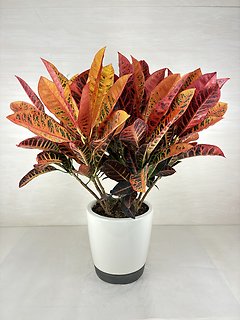 Croton Plant