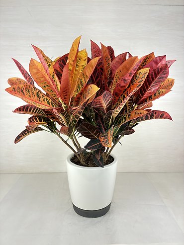 Croton Plant