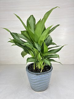 Aglaonema