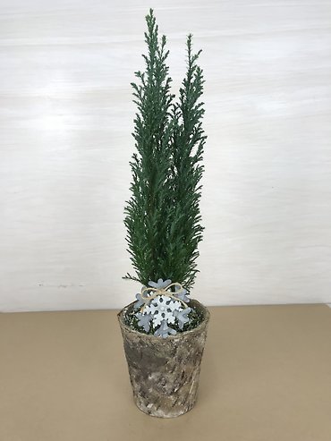 Ellwoodii Cypress