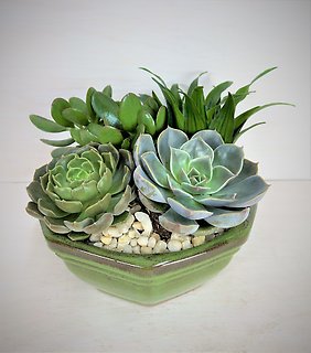 Succulent Garden