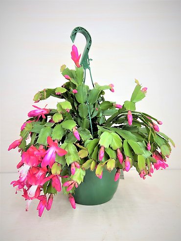 Christmas Cactus | Hanging